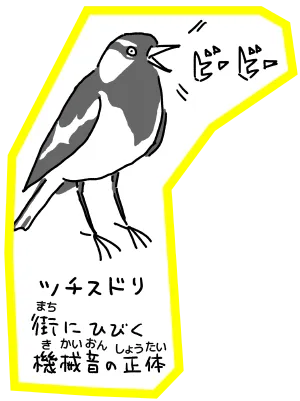 ツキスドリ 街にひびく複雑音の正体