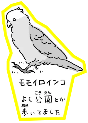 モモイロインコ よく公園とか歩いてました