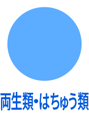 両生類・はちゅう類