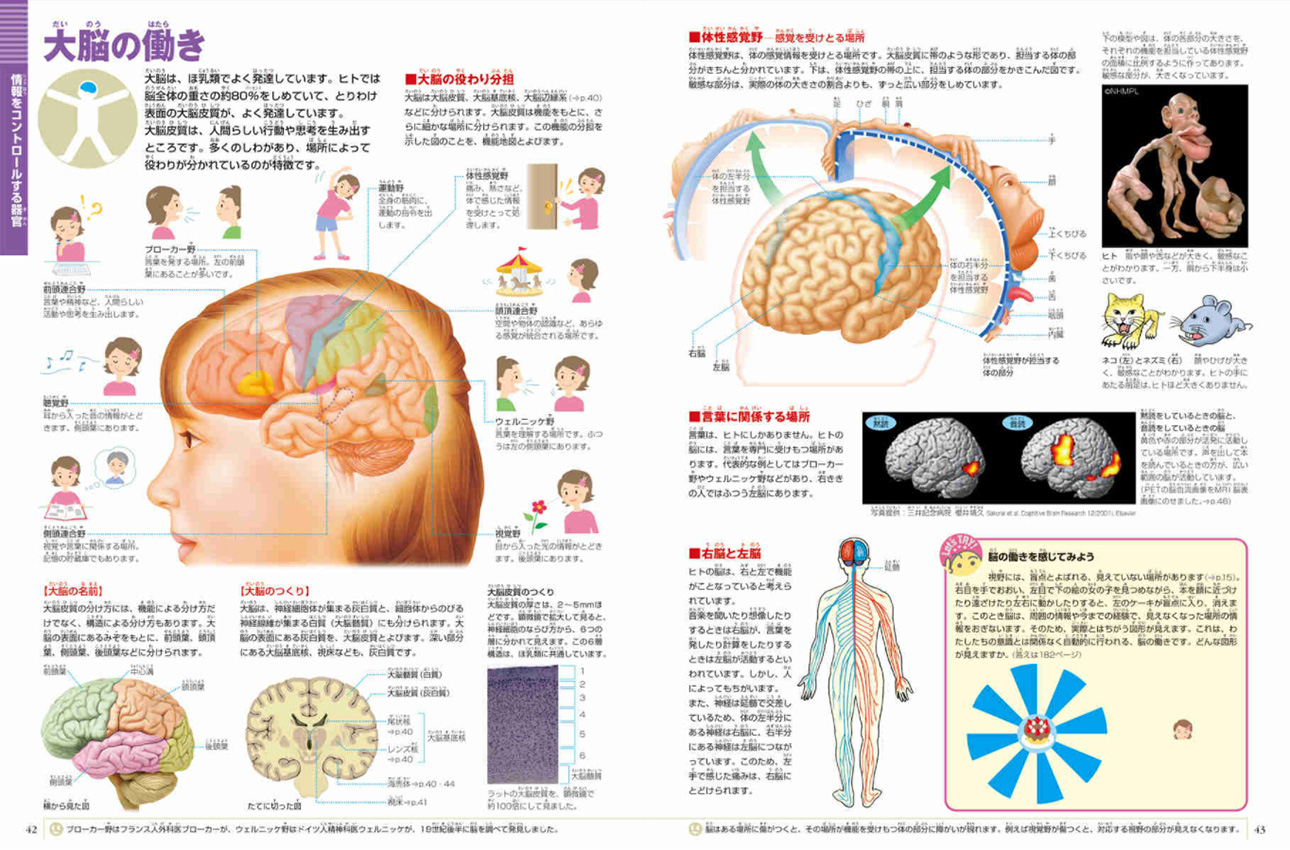 人間 小学館の図鑑neoシリーズ 小学館