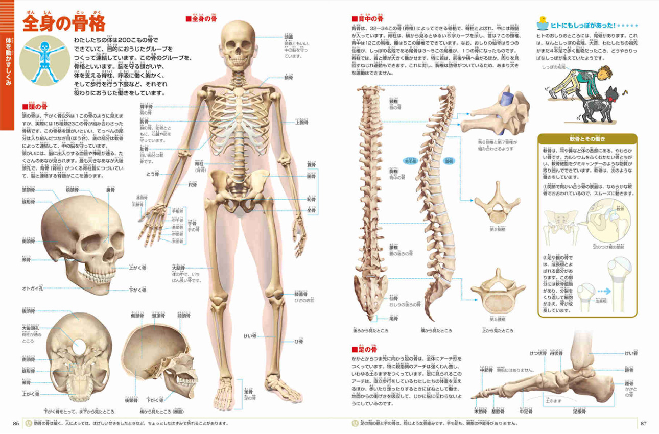 人間 小学館の図鑑neoシリーズ 小学館