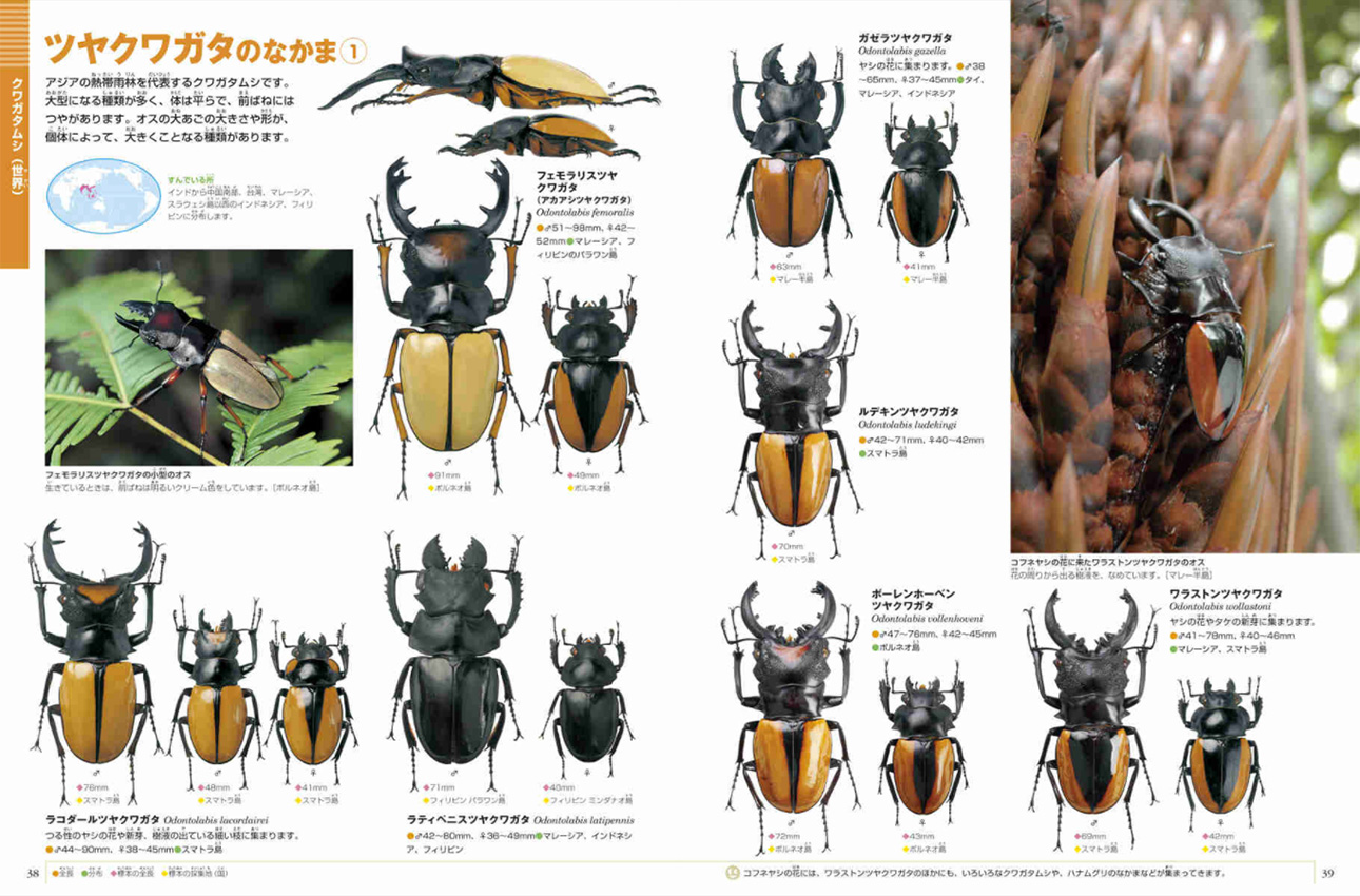 小学館の図鑑NEO カブトムシ・クワガタムシ   地球 宇宙 動物