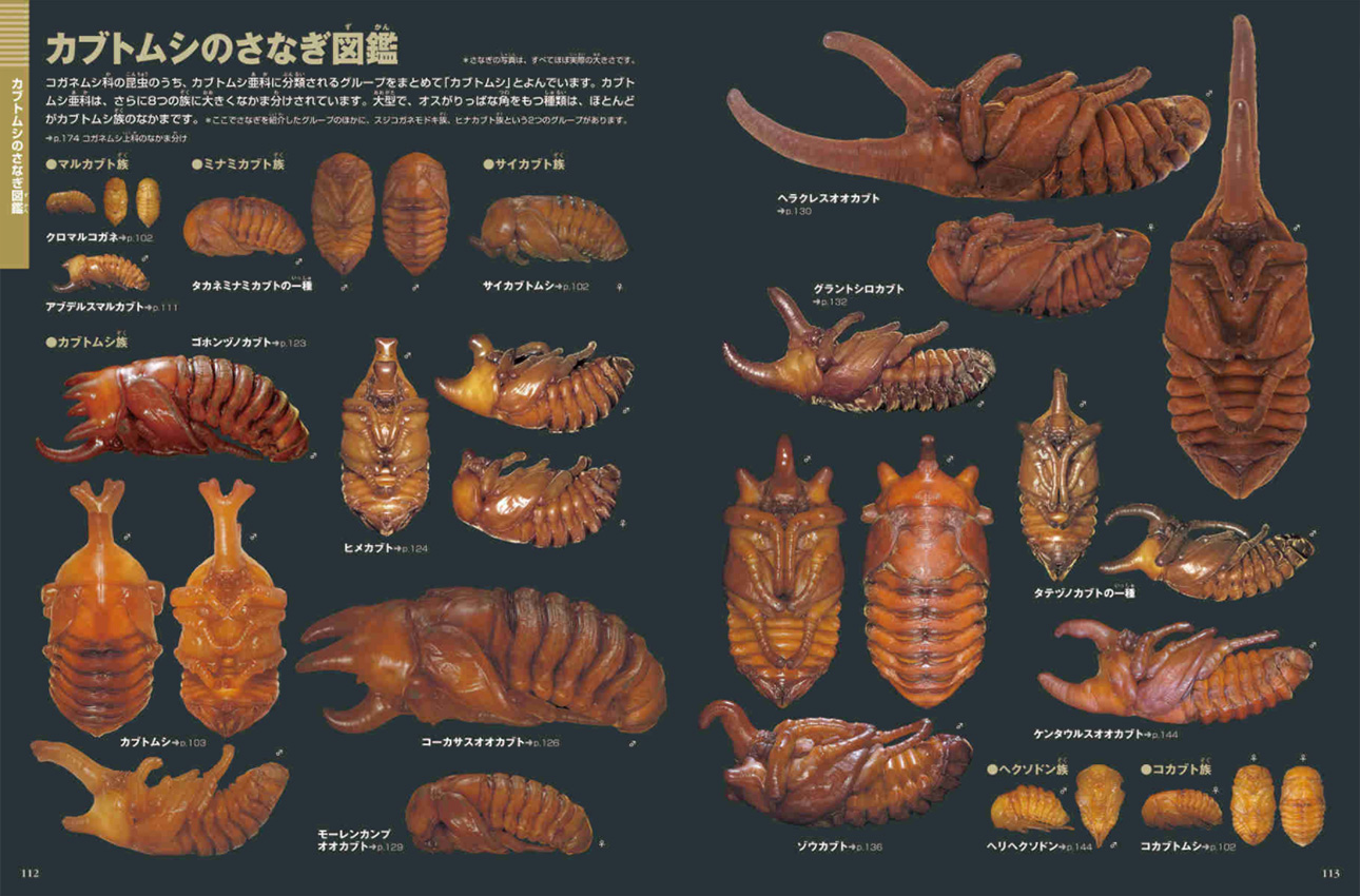 小学館の図鑑NEO カブトムシ・クワガタムシ   地球 宇宙 動物