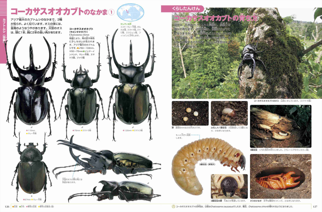 小学館の図鑑NEO カブトムシ・クワガタムシ   地球 宇宙 動物