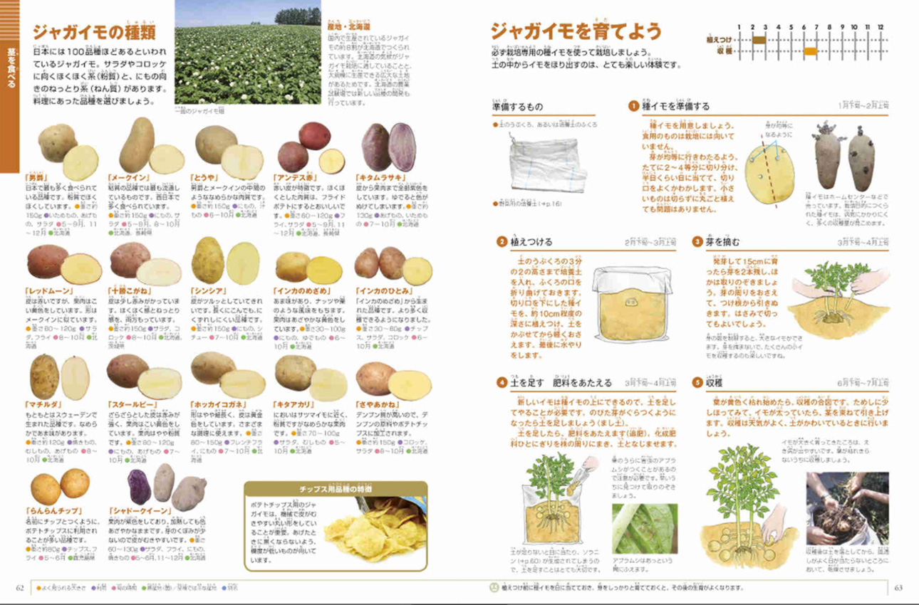 野菜と果物 小学館の図鑑neoシリーズ 小学館