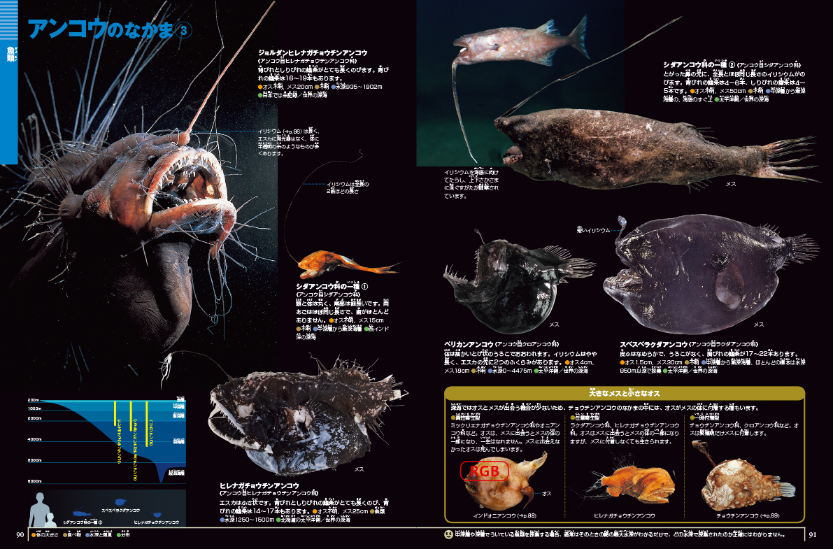 深海生物 Dvdつき 小学館の図鑑neoシリーズ 小学館