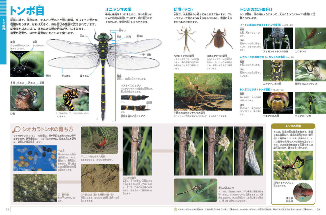 小学館の図鑑NEO〔新版〕 昆虫 DVDつき