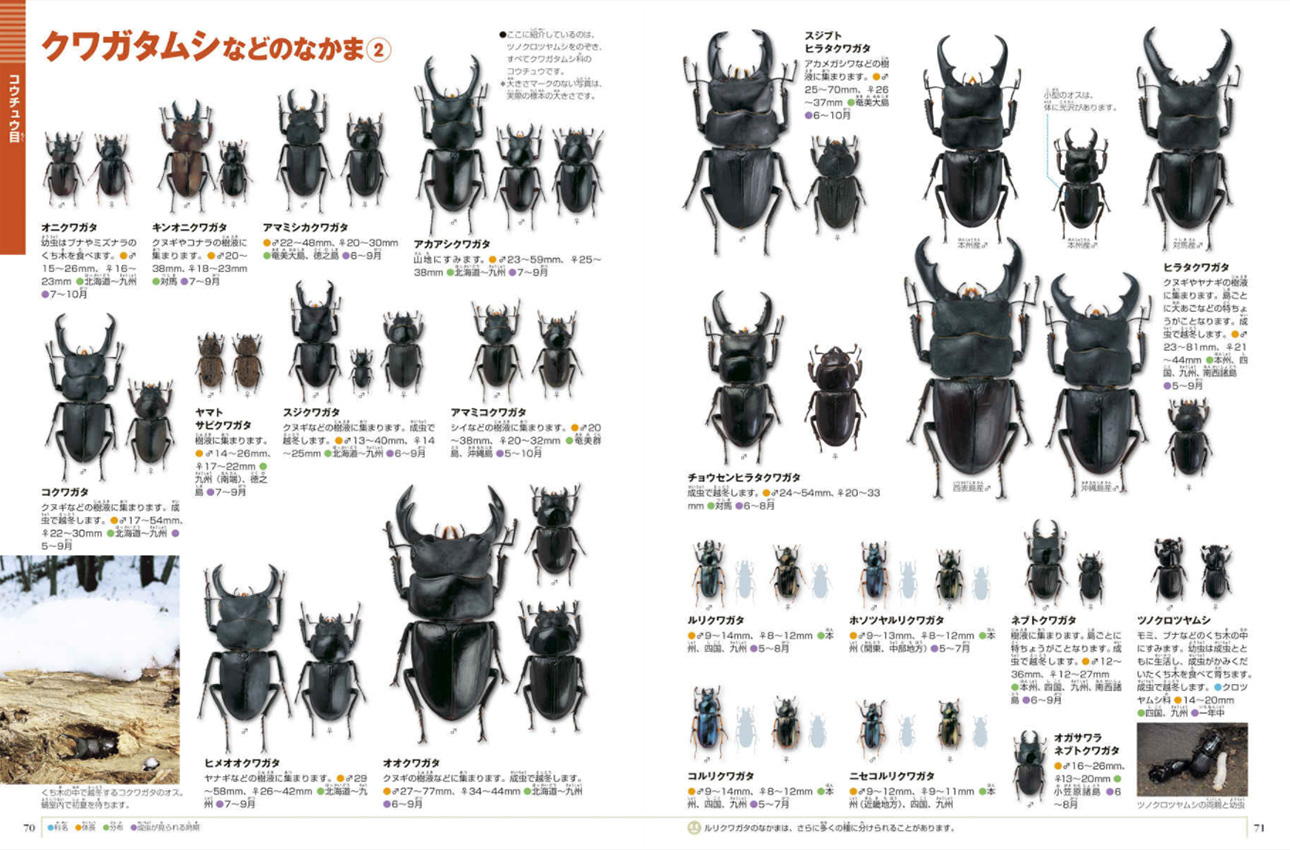 2021新発 小学館の図鑑NEOドラえもん 新版 昆虫 DVD付き 80分