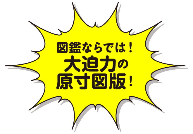 図鑑ならでは！大迫力の原寸図版！