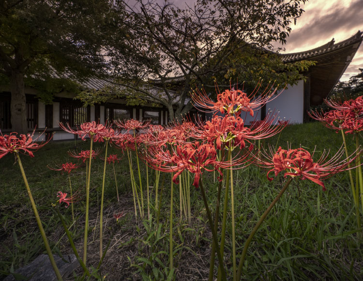 SUMO本 法隆寺｜小学館