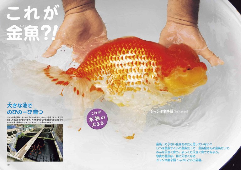えっ、これ本物？ 実物サイズの金魚にドキッ！『小学館の図鑑NEO 本物の大きさ絵本 原寸大金魚館』