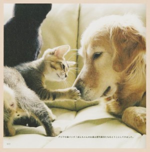 子猫とふれあうワンコにキュン！ 犬猫の垣根を超えたフォトブック 『わさびちゃんちのぽんちゃん保育園』