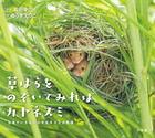 草はらをのぞいてみればカヤネズミ