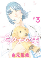 プラタナスの実 ３