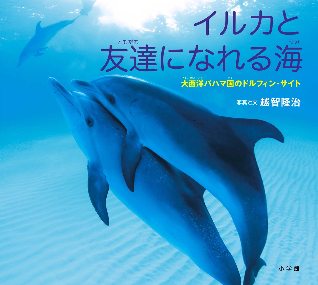 イルカと友達になれる海 小学館